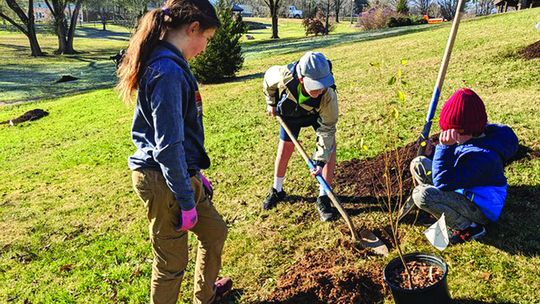 City, Boxerwood Launch The Great Tree Giveaway