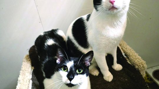 Furever Friends Helps Cats Get Home - To South Dakota