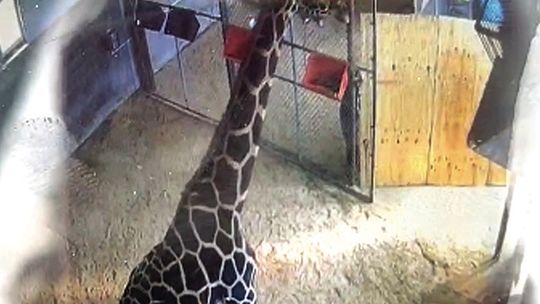 Giraffe Move On Hold