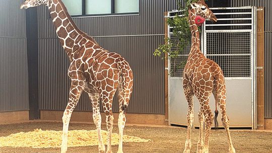 Missing Baby Giraffes Located, Says State AG