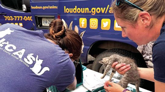 Over 50 Cats Rescued In County