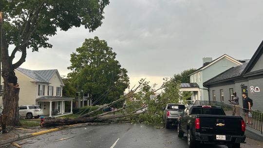 Severe storms down numerous trees, power lines in Lexington