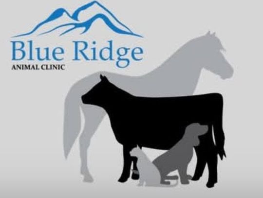 Animal Services: An Interview at the Blue Ridge Animal Clinic