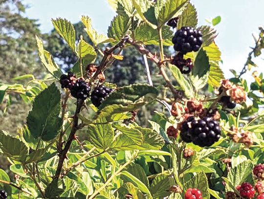 A Break From The Noise, With Blackberries