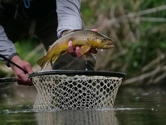 Area Out of Trout?