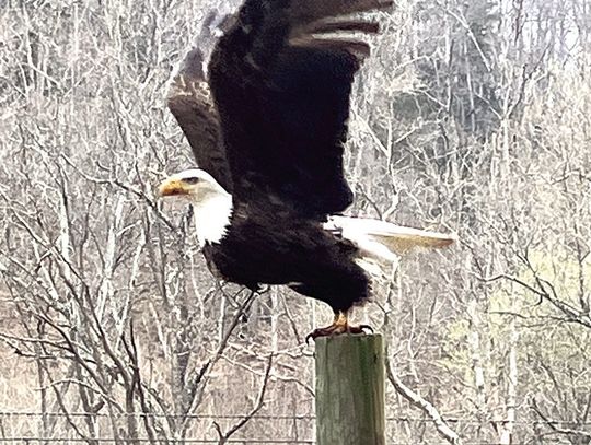 Bald Eagle Up Close