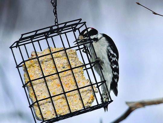 Bird Club Announces Fall Seed And Suet Sale