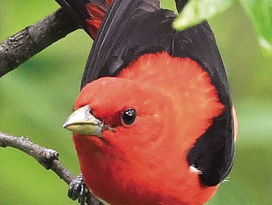 Bird Club Readies May Walks