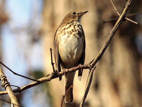 Bird Club Readies Walk and Talk