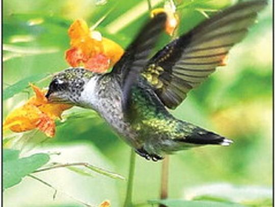 Bird Club’s Fall Walks Start