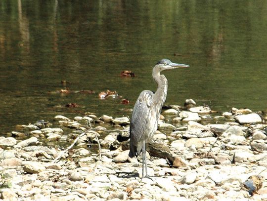 Bird Club Walk On Chessie Trail Saturday