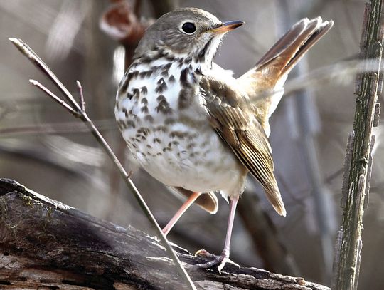 Bird Club Walk Saturday