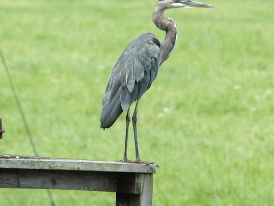 Bird Club Walking At McCormick’s