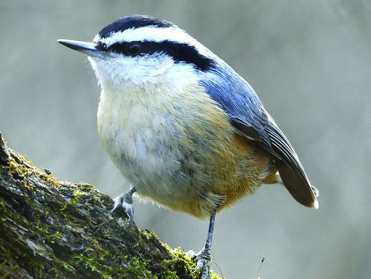 Birders Walking Locher Tract