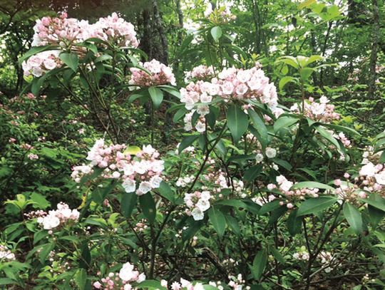 Blooming On The Parkway