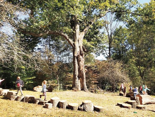 Boxerwood’s Great Oak Falls