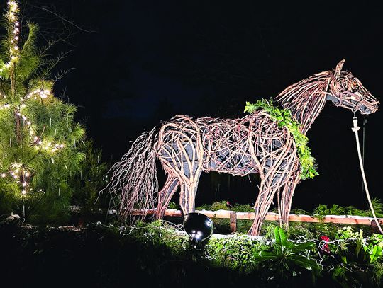 Boxerwood’s ‘Twiggy’ On Display