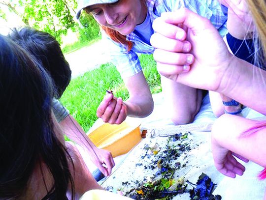 Boxerwood Slates Volunteer Sessions