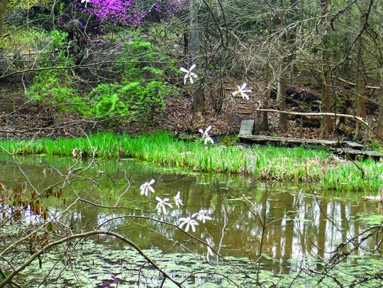 Boxerwood Wins Planning Grant For Wetlands Restoration