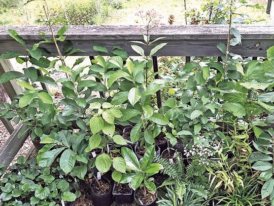 Brushy Hills Native Plant Sale Saturday