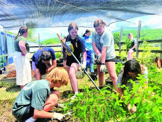 BV Tree Giveaway Saturday