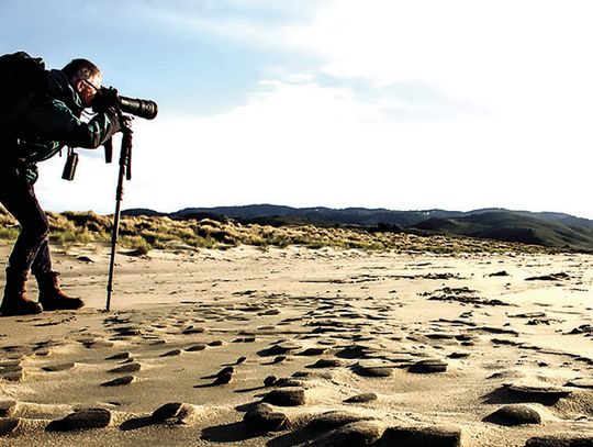 Challenges Facing Shorebirds Topic