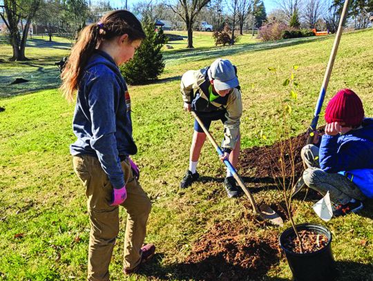 City, Boxerwood Launch The Great Tree Giveaway