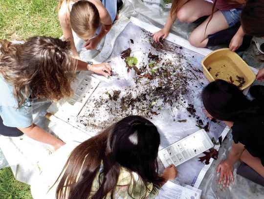Ecology Project, Tree Planting At Park