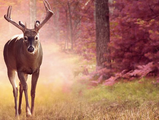 Fall Hunting Season Underway