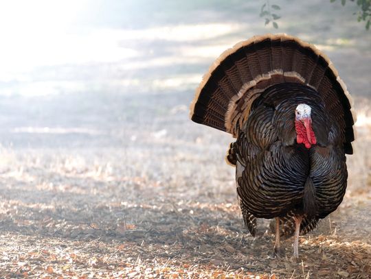 Fall Hunting Seasons Starting In Rockbridge