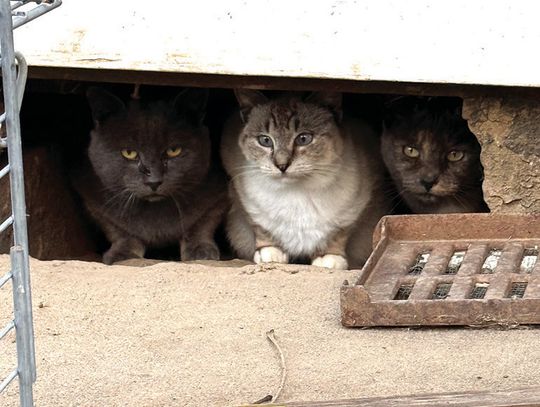 ‘Fixing’ A Cat Problem