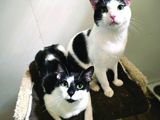 Furever Friends Helps Cats Get Home - To South Dakota