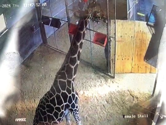 Giraffe Move On Hold