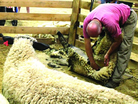 Giving Sheep A Hair Cut