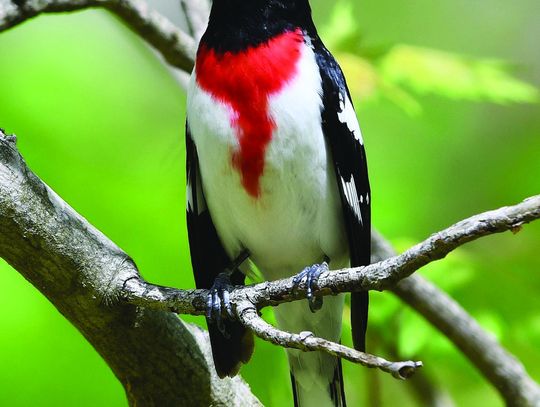 Hear, See Birds On The Mountain