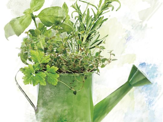 Herb Guild’s 25th Annual Sale Saturday