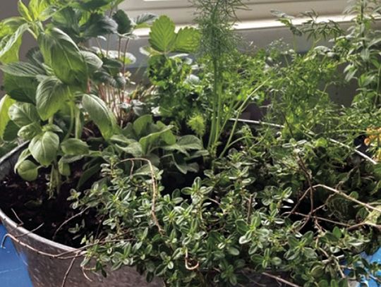 Herb Sale Saturday At Hopkins Green