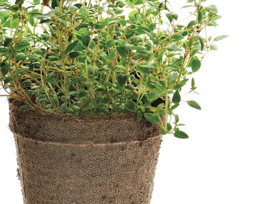 Herb Sale This Saturday