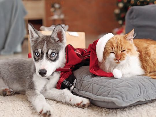 It’s All About The Cats And Dogs