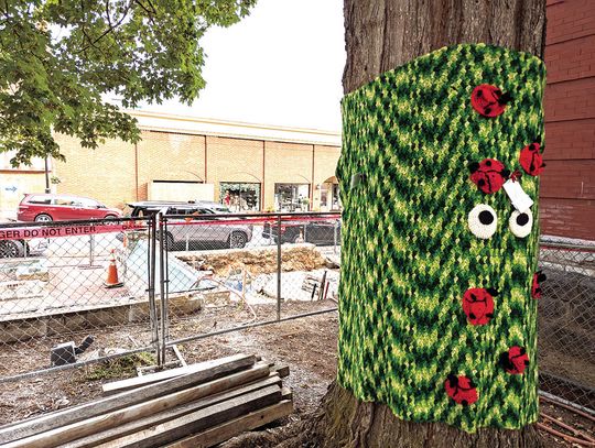 Knitters Protest Tree Removal