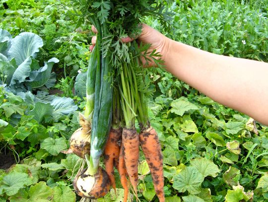 Master Gardeners Launch Giving Garden