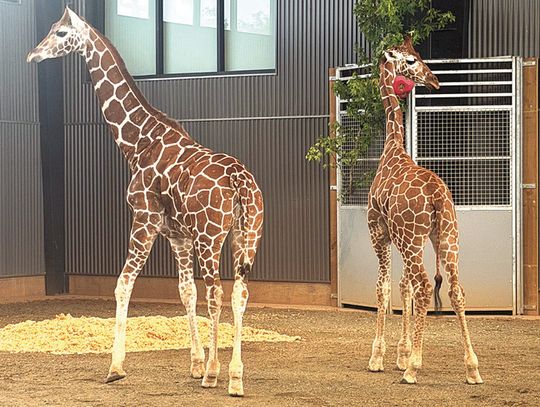 Missing Baby Giraffes Located, Says State AG