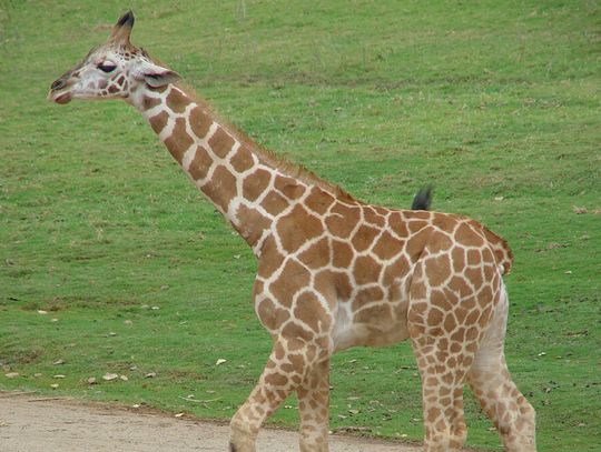 Mogensen, of Natural Bridge Zoo, Found in Contempt