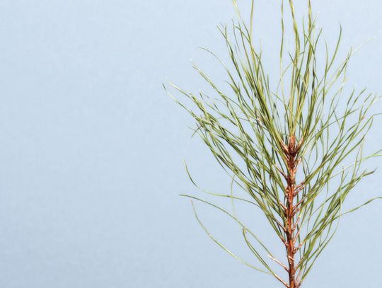 Native Tree, Shrub Giveaway Saturday