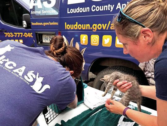 Over 50 Cats Rescued In County