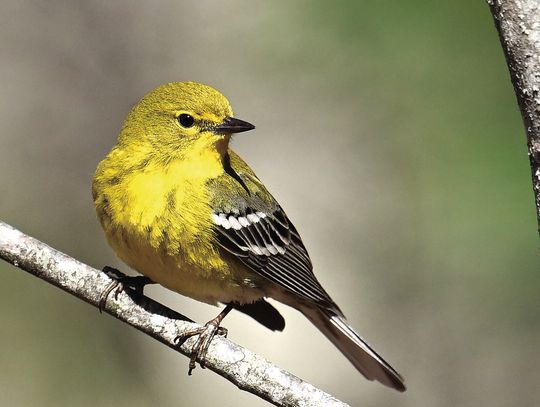 Parkway Birding This Saturday