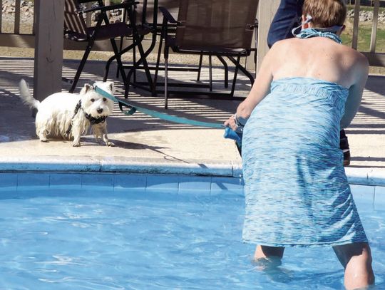 Pool Time For Dogs