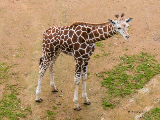 Possible Insights Into Giraffes’ Move?