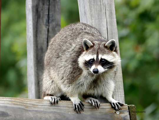 Rabid Raccoon Found In Health District