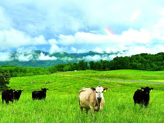 Rainbow Over Raphine